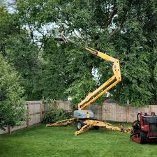Best Tree Removal  in Monticello, UT
