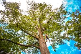 Best Arborist Consultation Services  in Monticello, UT