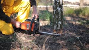 Best Tree and Shrub Care  in Monticello, UT