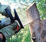 Best Fruit Tree Pruning  in Monticello, UT