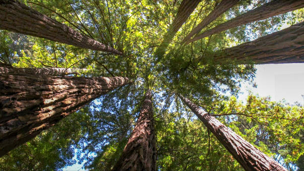 Best Tree Health Inspection  in Monticello, UT