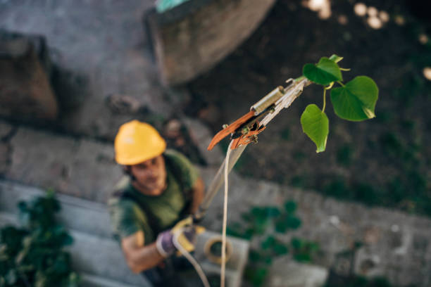 Best Tree Cabling and Bracing  in Monticello, UT