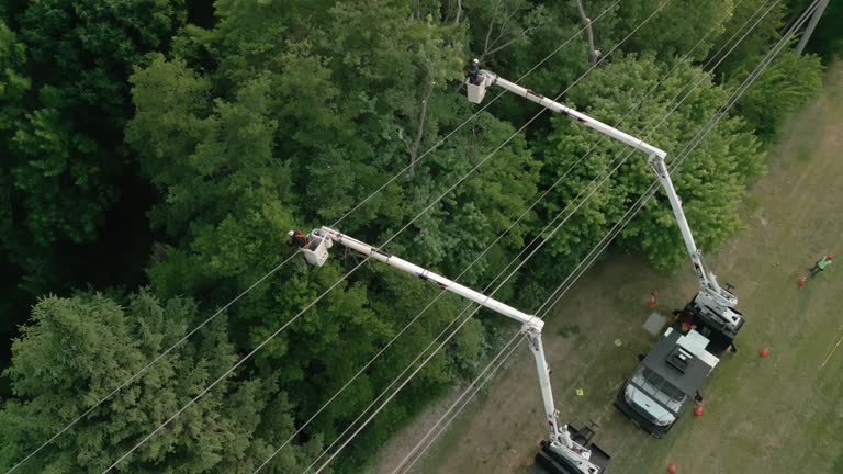 Best Hazardous Tree Removal  in Monticello, UT