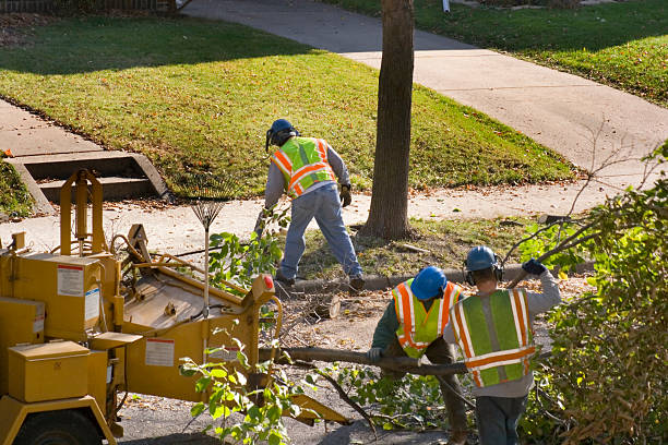 Best Palm Tree Trimming  in Monticello, UT
