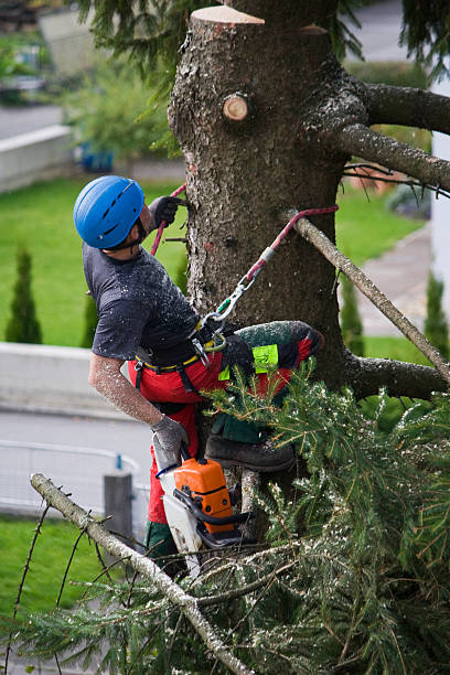 Best Lawn Maintenance Plans  in Monticello, UT
