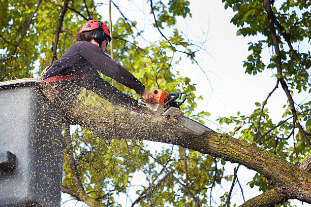 Best Tree Mulching  in Monticello, UT